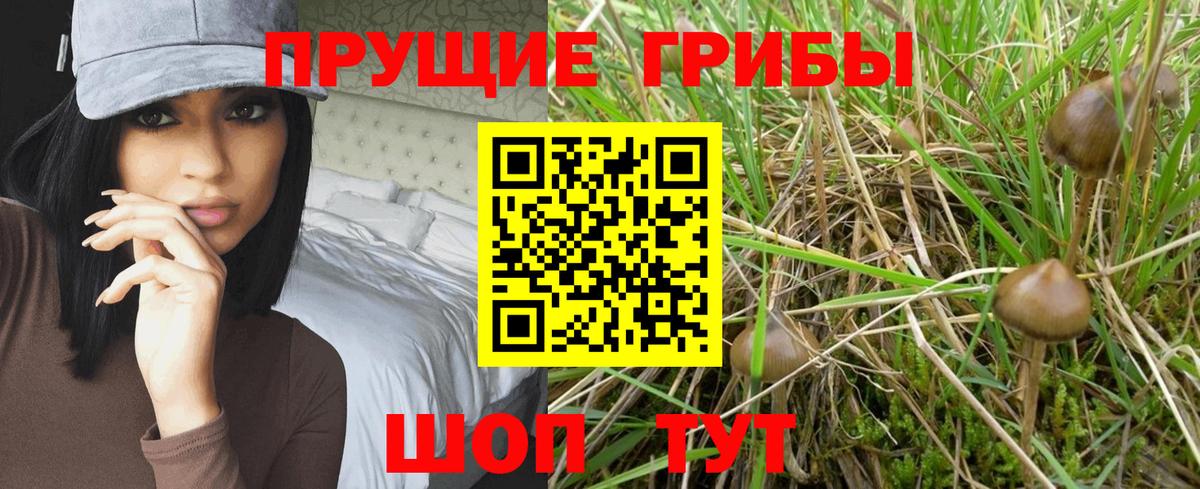 Псилоцибиновые грибы Cubensis  Вход с VPN  Галлюциногенные грибы прущие грибы  Железноводск 
